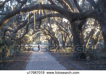 Cumberland Island, Georgia, live oak, Woman hiking on trail lined with live oak trees on Cumberland Island National Seashore, Georgia. View Large Photo Image Stock Photo - Cumberland Island, Georgia, live oak, Woman hiking on trail lined with live oak trees on Cumberland Island National Seashore, Georgia.. Fotosearch