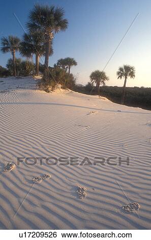 Cumberland Island, Georgia, sand, Animal tracks on the sand dunes on Cumberland Island National Seashore, Georgia. View Large Photo Image Stock Photograph - Cumberland Island, Georgia, sand, Animal tracks on the sand dunes on Cumberland Island National Seashore, Georgia.. Fotosearch