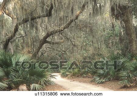 Stock Photograph -  Cumberland Island, Georgia, Spanish moss hangs from live oak trees and palmettos along a trail on Cumberland Island National Seashore, Georgia.. Fotosearch