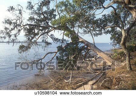 Cumberland Island, Georgia, Trees hanging over the shore off Cumberland Sound from the River Trail on Cumberland Island National Seashore, Georgia. View Large Photo Image Picture - Cumberland Island, Georgia, Trees hanging over the shore off Cumberland Sound from the River Trail on Cumberland Island National Seashore, Georgia.. Fotosearch