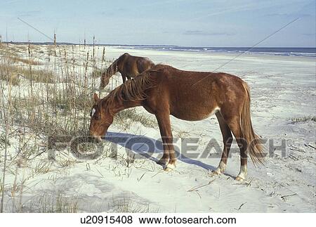 Cumberland Island, horses, Georgia, Feral horses grazing on the sand dunes on Cumberland Island National Seashore along the Atlantic Ocean. View Large Photo Image Stock Photo - Cumberland Island, horses, Georgia, Feral horses grazing on the sand dunes on Cumberland Island National Seashore along the Atlantic Ocean.. Fotosearch