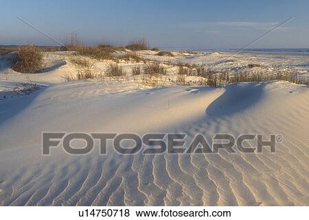 Stock Photo -  Cumberland Island, sand dune, Georgia, Wind swept sand dunes on the white sand beaches of Cumberland Island National Seashore, Georgia.. Fotosearch