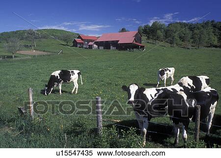 Stock Photography -  dairy farm, Vermont, VT, Holstein cows grazing in a pasture in front of a barn with a red roof in West Fairlee in the spring. . Fotosearch
