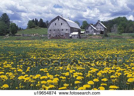 dandelions, barn, farm, Vermont, VT, A field of bright yellow dandelions on a farm in East Corinth in the spring. View Large Photo Image Picture - dandelions, barn, farm, Vermont, VT, A field of bright yellow dandelions on a farm in East Corinth in the spring.. Fotosearch