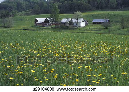 dandelions, barn, Vermont, VT, A field of yellow dandelions on a farm with a red barn in Chelsea in the spring. View Large Photo Image Stock Photo - dandelions, barn, Vermont, VT, A field of yellow dandelions on a farm with a red barn in Chelsea in the spring.. Fotosearch