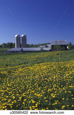 dandelions, farm, Central Vermont, Vermont, VT, A field of dandelions on a farm in Central Vermont in the early spring. View Large Photo Image Stock Image - dandelions, farm, Central Vermont, Vermont, VT, A field of dandelions on a farm in Central Vermont in the early spring. . Fotosearch