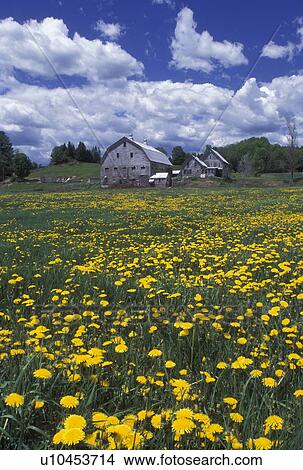 Picture -  dandelions, field, barn, Vermont, VT, A field of bright yellow dandelions on a farm in East Corinth in the spring.. Fotosearch