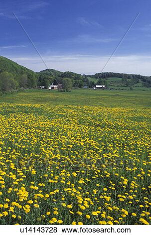 dandelions, field, Vermont, VT, Springfield, A field of yellow dandelions on a farm in Springfield in the spring. View Large Photo Image Stock Photo - dandelions, field, Vermont, VT, Springfield, A field of yellow dandelions on a farm in Springfield in the spring.. Fotosearch