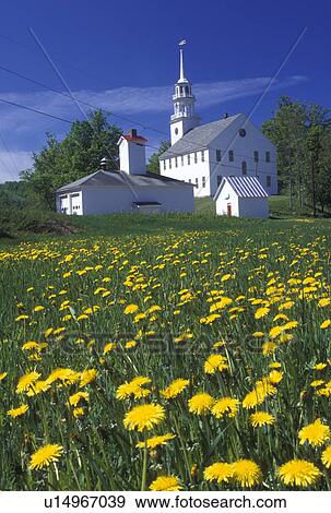 dandelions, meeting house, Vermont, VT, Old Meeting House ca. 1779 in Strafford in the spring. Field of dandelions.  View Large Photo Image Stock Photo -  dandelions, meeting house, Vermont, VT, Old Meeting House ca. 1779 in Strafford in the spring. Field of dandelions. . Fotosearch