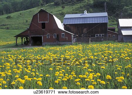 dandelions, yellow, barn, Vermont, VT, A field of yellow dandelions on a farm with a red barn in Chelsea in the spring. View Large Photo Image Stock Image -  dandelions, yellow, barn, Vermont, VT, A field of yellow dandelions on a farm with a red barn in Chelsea in the spring.. Fotosearch