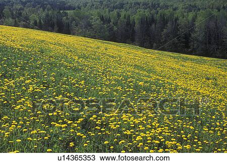 Stock Image -  dandelions, yellow, field, Vermont, VT, A field of yellow dandelions in Orange County in the spring.. Fotosearch