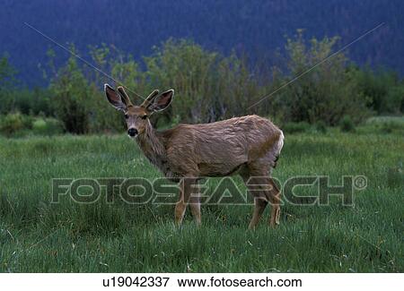 deer, Rocky Mountain National Park, Colorado, Rocky Mountains, A young male deer in velvet near Moraine. View Large Photo Image Stock Photo - deer, Rocky Mountain National Park, Colorado, Rocky Mountains, A young male deer in velvet near Moraine. . Fotosearch