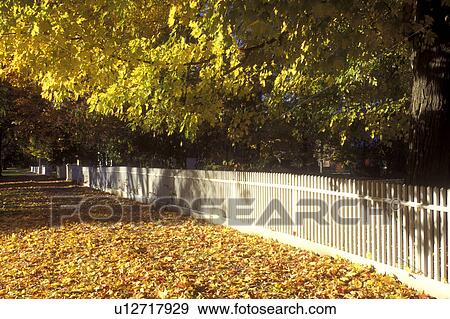 Stock Photo -  Deerfield, Massachusetts, fence, A white picket fence along a sidewalk covered with colorful leaves in Historic Deerfield.. Fotosearch