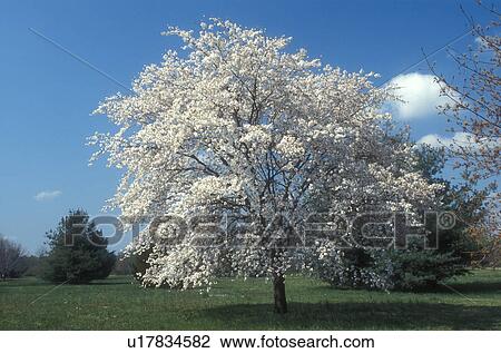 Stock Image -  Dogwood, spring, tree, Delaware, White blossoms on a dogwood tree in a field in the spring.. Fotosearch