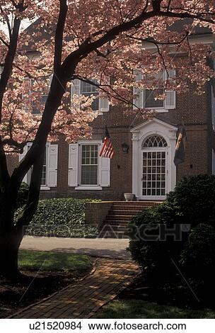 Picture -  Dover, Delaware, Pink dogwood blossoms frame the Governor's House in the spring in the capital city of Dover in the state of Delaware . Fotosearch