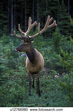 Elk, Jasper National Park, Canada, Alberta, A bull elk in Jasper National Park. View Large Photo Image Stock Image - Elk, Jasper National Park, Canada, Alberta, A bull elk in Jasper National Park.. Fotosearch