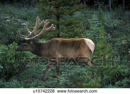 Elk, Jasper National Park, Canada, Alberta, A male elk with velvet antlers eating vegetation in Jasper National Park. View Large Photo Image Stock Photo - Elk, Jasper National Park, Canada, Alberta, A male elk with velvet antlers eating vegetation in Jasper National Park.. Fotosearch