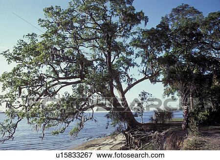 erosion, live oak, Georgia, Cumberland Island National Seashore, Live Oak Tree along River Trail on the King's Bay side of Cumberland Island National Seashore. View Large Photo Image Stock Photo - erosion, live oak, Georgia, Cumberland Island National Seashore, Live Oak Tree along River Trail on the King's Bay side of Cumberland Island National Seashore.. Fotosearch