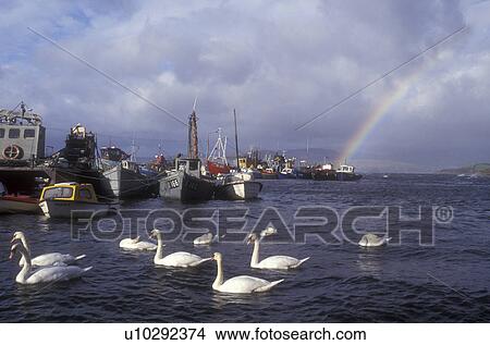 Europe, Republic of Ireland, Ireland, Bantry, Swans swimming in the fishing harbor of Bantry Bay as a rainbow appears in the distance in County Cork. View Large Photo Image Picture - Europe, Republic of Ireland, Ireland, Bantry, Swans swimming in the fishing harbor of Bantry Bay as a rainbow appears in the distance in County Cork. . Fotosearch