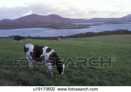 Europe, Republic of Ireland, Ireland, Cows grazing in a lush green pasture on Valencia Island in County Kerry. View Large Photo Image Stock Image - Europe, Republic of Ireland, Ireland, Cows grazing in a lush green pasture on Valencia Island in County Kerry.. Fotosearch