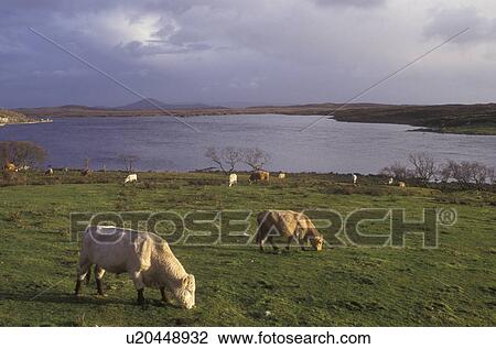 Europe, Republic of Ireland, Ireland, Cows grazing in a lush green pasture in Connemara in County Galway. View Large Photo Image Stock Image - Europe, Republic of Ireland, Ireland, Cows grazing in a lush green pasture in Connemara in County Galway.. Fotosearch