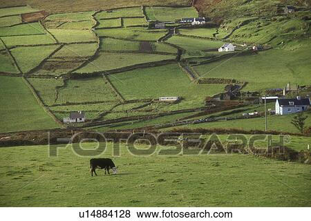 Europe, Republic of Ireland, Ireland, Beara Peninsula, A cow grazes in a lush green pasture of the scenic countryside on Garnish Point of the Beara Peninsula in County Cork. View Large Photo Image Stock Photo - Europe, Republic of Ireland, Ireland, Beara Peninsula, A cow grazes in a lush green pasture of the scenic countryside on Garnish Point of the Beara Peninsula in County Cork.. Fotosearch