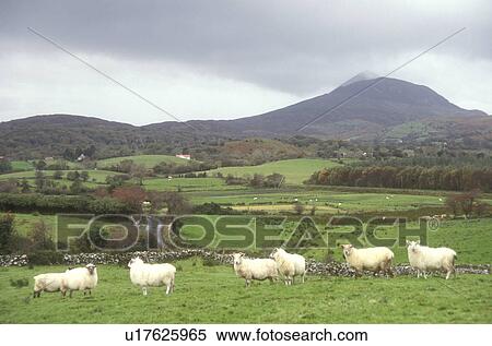 Europe, Republic of Ireland, Ireland, Sheep grazing in a lush green pasture in the scenic countryside of County Mayo. View Large Photo Image Stock Photography - Europe, Republic of Ireland, Ireland, Sheep grazing in a lush green pasture in the scenic countryside of County Mayo.. Fotosearch
