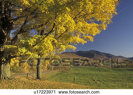 fall, autumn, Vermont, Scenic view of the countryside with Mount Mansfield in the background in the fall in Pleasant Valley in Cambridge in Lamoille County in the state of Vermont. View Large Photo Image Stock Image - fall, autumn, Vermont, Scenic view of the countryside with Mount Mansfield in the background in the fall in Pleasant Valley in Cambridge in Lamoille County in the state of Vermont. . Fotosearch