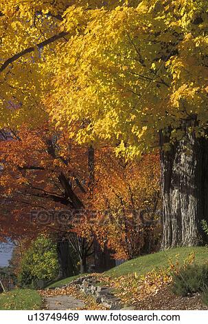fall, Vermont, Colorful foliage along a sidewalk in a neighborhood in Richmond in Chittenden County in the state of Vermont View Large Photo Image Stock Photo - fall, Vermont, Colorful foliage along a sidewalk in a neighborhood in Richmond in Chittenden County in the state of Vermont . Fotosearch
