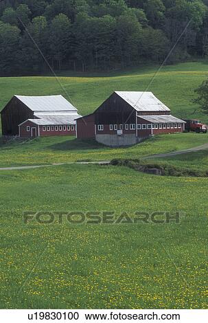 farm, barn, Vermont, VT, A field of yellow dandelions on a farm with a red barn in Chelsea in the spring. View Large Photo Image Stock Image - farm, barn, Vermont, VT, A field of yellow dandelions on a farm with a red barn in Chelsea in the spring.. Fotosearch