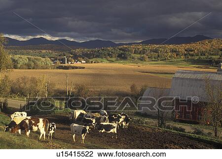Stock Image -  farm, cows, fall, autumn, Vermont, Cows grazing in a pasture with a scenic view of Mount Mansfield in the background in the fall in Cambridge in Lamoille County in the state of Vermont. . Fotosearch
