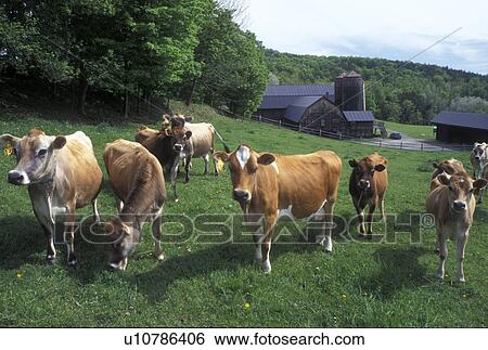farm, cows, Vermont, VT, Dairy cows grazing in a pasture on a farm in Pomfret in the spring. View Large Photo Image Stock Photograph - farm, cows, Vermont, VT, Dairy cows grazing in a pasture on a farm in Pomfret in the spring.. Fotosearch