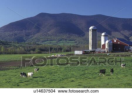 farm, Vermont, VT, Cows grazing on a farm in Danby Four Corners in the early spring. View Large Photo Image Picture - farm, Vermont, VT, Cows grazing on a farm in Danby Four Corners in the early spring.. Fotosearch