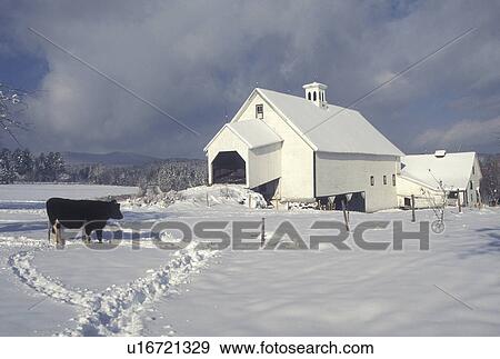 farm, winter scene, Vermont, Cow stands out in a field of snow at Templeton Farm in East Montpelier on a winter day in Washington County in the state of Vermont. View Large Photo Image Stock Photo -  farm, winter scene, Vermont, Cow stands out in a field of snow at Templeton Farm in East Montpelier on a winter day in Washington County in the state of Vermont.. Fotosearch