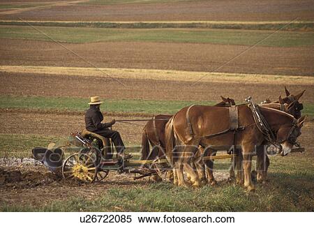 farmer, amish, mules, Amish Country, Pennsylvania Dutch Country, Pennsylvania, Amish farmer plows his field with a mule team on a farm in Lancaster County in the state of Pennsylvania. View Large Photo Image Stock Photography - farmer, amish, mules, Amish Country, Pennsylvania Dutch Country, Pennsylvania, Amish farmer plows his field with a mule team on a farm in Lancaster County in the state of Pennsylvania.. Fotosearch