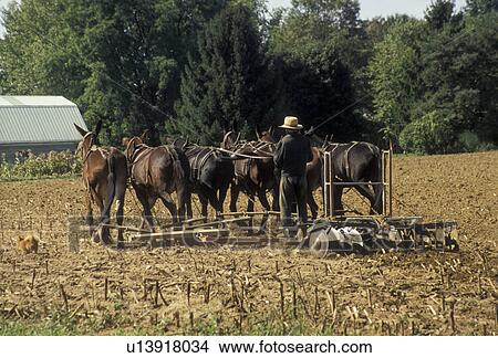 Picture -  farmer, plowing, Amish, Amish country, Lancaster County, Pennsylvania, Pennsylvania Dutch Country, An Amish farmer plows his field with a team of mules in Lancaster in the state of Pennsylvania.. Fotosearch