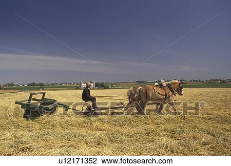 farming, Amish, Amish Country, Lancaster County, Pennsylvania, Amish farmer cutting hay with a team of horses on a farm in Pennsylvania Dutch Country in Lancaster County in the state of Pennsylvania. View Large Photo Image Stock Image - farming, Amish, Amish Country, Lancaster County, Pennsylvania, Amish farmer cutting hay with a team of horses on a farm in Pennsylvania Dutch Country in Lancaster County in the state of Pennsylvania.. Fotosearch