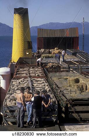 ferry, Patagonia, Chile, Pacific Ocean, Men standing next to livestock that is being transported by a passenger/cargo ferry boat going through beautiful scenery of fjords and icebergs from southern Chile to Puerto Montt. View Large Photo Image Stock Image - ferry, Patagonia, Chile, Pacific Ocean, Men standing next to livestock that is being transported by a passenger/cargo ferry boat going through beautiful scenery of fjords and icebergs from southern Chile to Puerto Montt. . Fotosearch