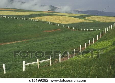 field, pasture, fence, Blue Ridge, Virginia, Scenic lush green fields with white fence in the countryside of Poplar Hill along Route 42 in the state of Virginia. View Large Photo Image Stock Image - field, pasture, fence, Blue Ridge, Virginia, Scenic lush green fields with white fence in the countryside of Poplar Hill along Route 42 in the state of Virginia.. Fotosearch