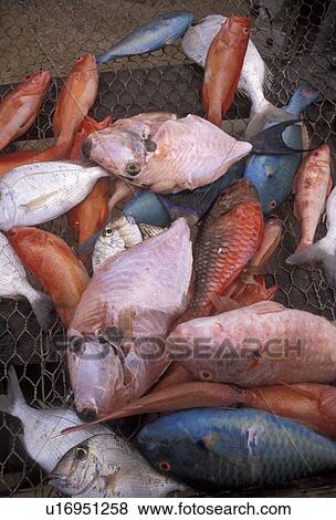 fish, market, Caribbean, St. Martin, Caribbean Islands, Fresh fish for sale at fish market in Marigot the French capital of the island of Saint Martin (french part). View Large Photo Image Stock Photo - fish, market, Caribbean, St. Martin, Caribbean Islands, Fresh fish for sale at fish market in Marigot the French capital of the island of Saint Martin (french part).. Fotosearch