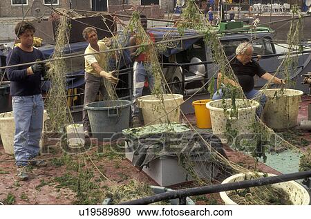 fisherman, Holland, Netherlands, Europe, Fishermen cleaning seaweed off of fishing nets on a boat in Zieriksee. View Large Photo Image Stock Image - fisherman, Holland, Netherlands, Europe, Fishermen cleaning seaweed off of fishing nets on a boat in Zieriksee.. Fotosearch