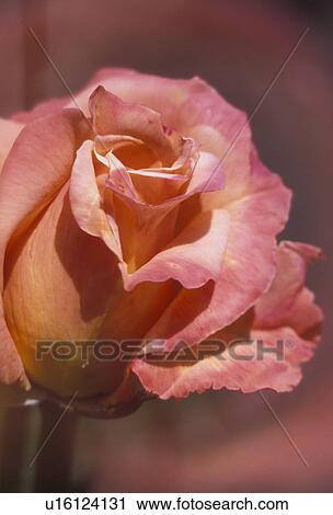 Stock Image -  flower, rose, close-up, Arizona Rose variety, Close-up of a pink rose with a yellow tips.. Fotosearch