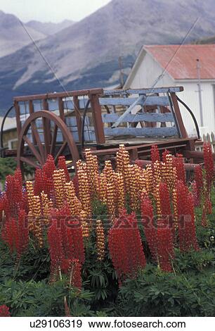 Stock Photo -  flowers, Patagonia, Tierra del Fuego, Argentina, Andes, Ushuaia, Colorful Lupine flowers in front of a wooden cart decorates a farmyard of the world's southernmost town of Ushuaia in Argentina. . Fotosearch