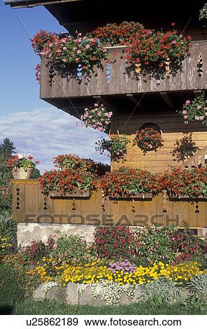flowers, Switzerland, Berne, Europe, Beautiful flowers in window boxes on the balconies decorate a farm house in Belpberg in the Canton of Bern. View Large Photo Image Stock Photo - flowers, Switzerland, Berne, Europe, Beautiful flowers in window boxes on the balconies decorate a farm house in Belpberg in the Canton of Bern.. Fotosearch