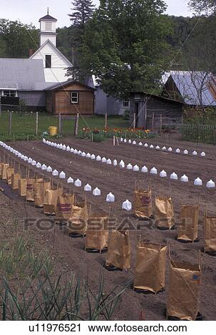 Stock Image -  garden, rows, planting, Vermont, VT, A garden is freshly cultivated in the backyard of a home in Felchville in the early spring.. Fotosearch