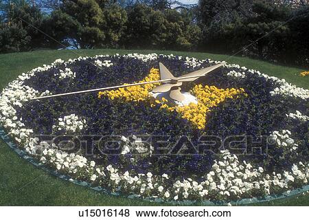 Geneva, flower clock, Switzerland, Europe, A Flower Clock made of yellow, white, and purple pansies in Jardin Anglais in the city of Geneva in the Canton of Geneva. View Large Photo Image Stock Photo - Geneva, flower clock, Switzerland, Europe, A Flower Clock made of yellow, white, and purple pansies in Jardin Anglais in the city of Geneva in the Canton of Geneva. . Fotosearch