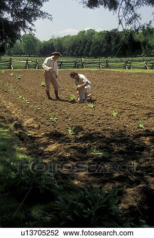 Stock Image -  George Washington, farming, birthplace, tobacco, Popes Creek Plantation, George Washington Birthplace National Monument, Virginia, Interpreters planting tobacco in a garden at Popes Creek Plantation in George Washington Birthplace Nat'l Monument in the s. Fotosearch