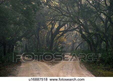 Georgia, road, fog, Cumberland Island National Seashore, Live oak trees and palmettoes line the main road on the island on a foggy day. View Large Photo Image Stock Photo - Georgia, road, fog, Cumberland Island National Seashore, Live oak trees and palmettoes line the main road on the island on a foggy day.. Fotosearch