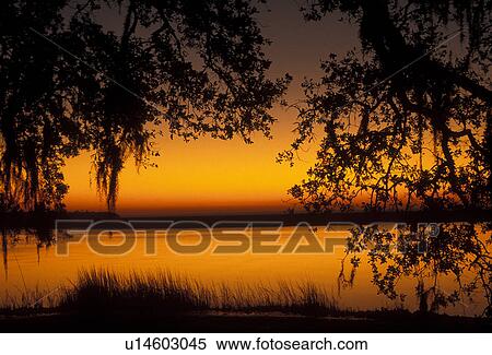 Georgia, sunset, Cumberland Island National Seashore, Silhouette of trees at sunset at Brickhill Bluff. View Large Photo Image Stock Photography - Georgia, sunset, Cumberland Island National Seashore, Silhouette of trees at sunset at Brickhill Bluff.. Fotosearch