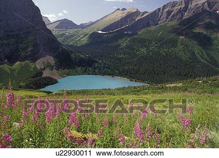 Glacier National Park, glacier lake, Montana, Rocky Mountains, Waterton-Glacier International Peace Park, A scenic view of Grinnell Lake and the mountains in Glacier National Park in the state of Montana. View Large Photo Image Stock Image - Glacier National Park, glacier lake, Montana, Rocky Mountains, Waterton-Glacier International Peace Park, A scenic view of Grinnell Lake and the mountains in Glacier National Park in the state of Montana.. Fotosearch